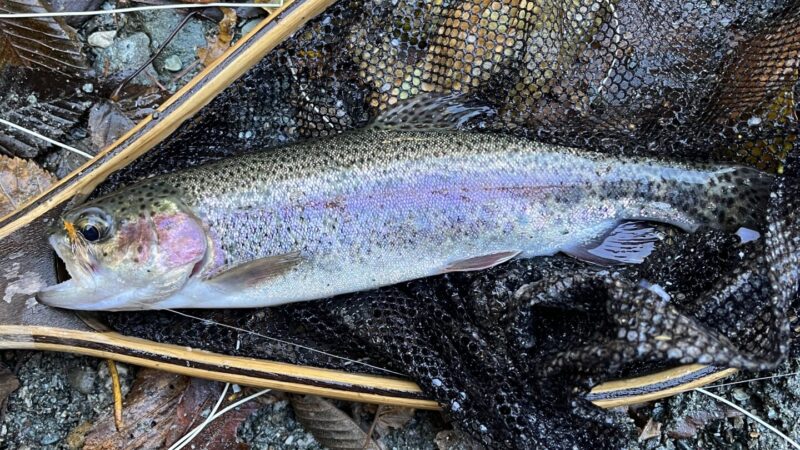 管理釣り場のニジマスは、しっかりと教育されている？ 