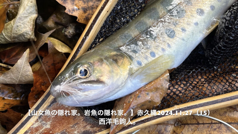 足首水深の緩い流れで呑気なイワナを狙う！？ 