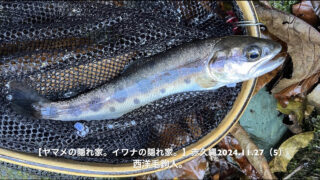 本当にワイルドな山女魚は、水面を乱さず毛鉤を咥える。 