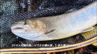 晩秋管釣りの醍醐味！？イワナを狙い撃ち！ 