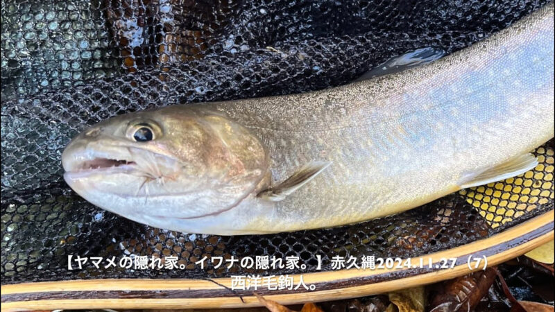 晩秋管釣りの醍醐味！？イワナを狙い撃ち！ 