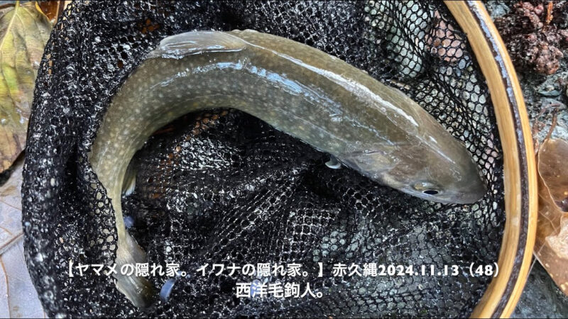 フックアウトが続くと帰ろうかなっと・・・でも、岩魚が釣れると頑張れる！ 