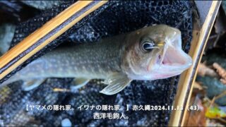 飽和状態のサカナ・・・ってことは、細い流れにもいるはず！？ 