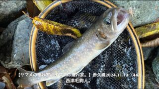 岩魚は予想通りなんだけど・・・何処にいたのか？ 