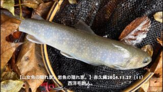 外道のマスを排除・・・釣ってから、イワナを狙う！ 