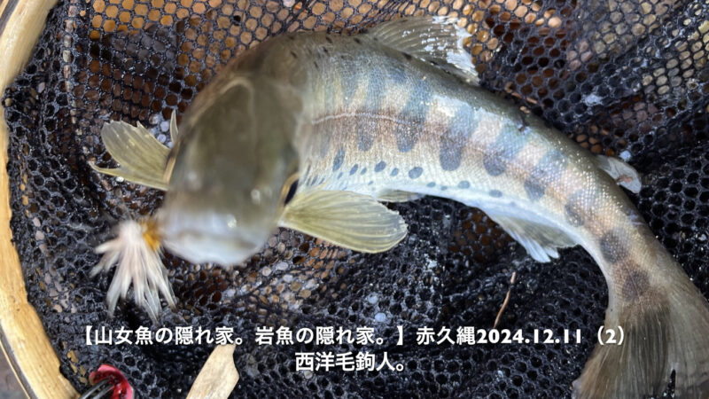 いつも岩魚がいるとは、かぎらない。 