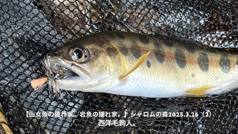【フライフィッシング】春先は14番では小さい！10番でちょうどいい！？ 